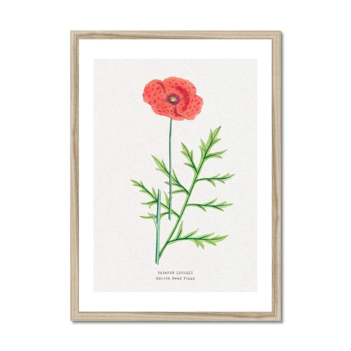 Poppy Painting | Vintage Flower Print | Botanical Art - Framed Floral Wall Art