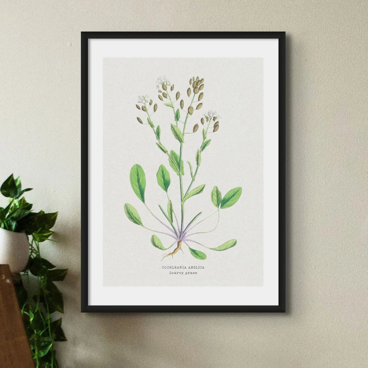Scurvy Grass Painting | Vintage Flower Print | Botanical Art - Unframed
