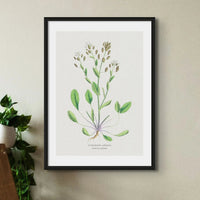 Scurvy Grass Painting | Vintage Flower Print | Botanical Art - Unframed