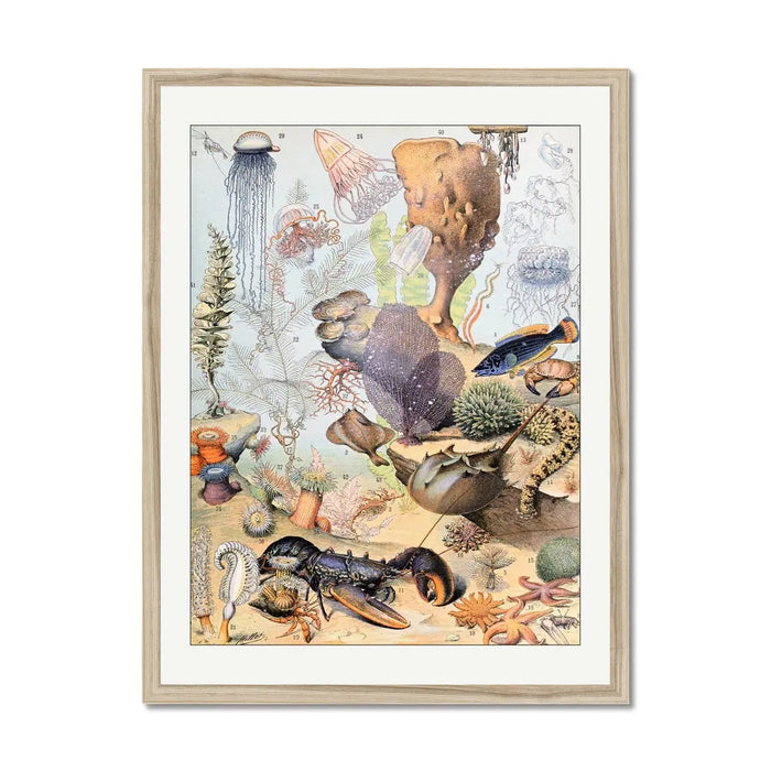 Sea Creatures (Coral) - Framed Print Wall Art 45.00 Beach House Art