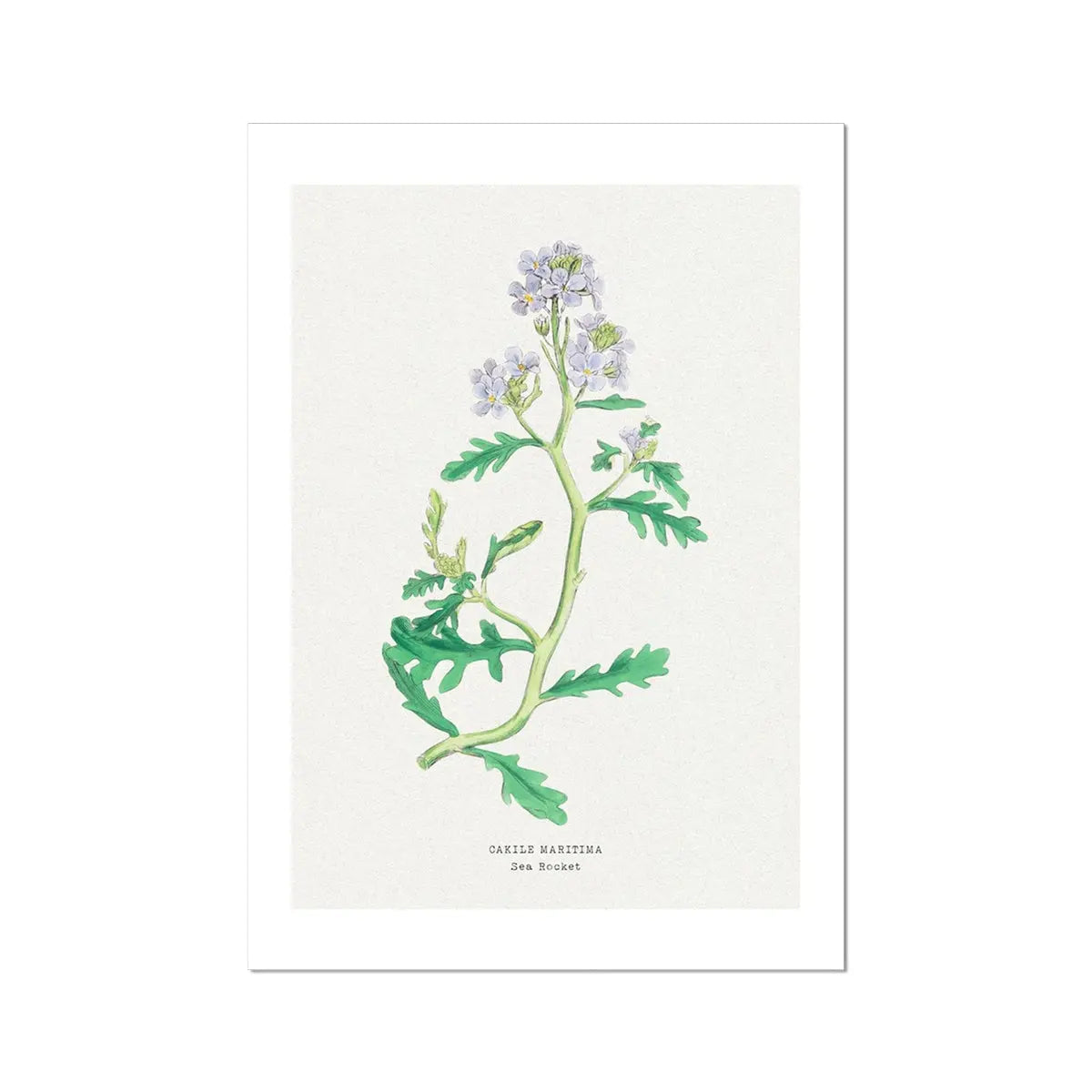 Sea Rocket Floral Painting | Vintage Flower Print | Botanical Art - Unframed Wall Art