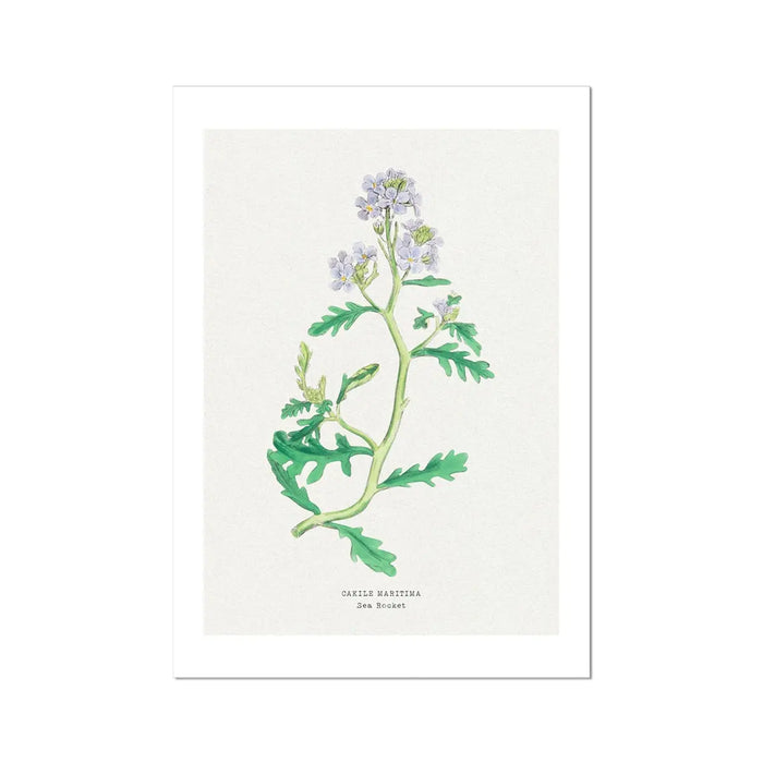 Sea Rocket Floral Painting | Vintage Flower Print | Botanical Art - Unframed Wall Art