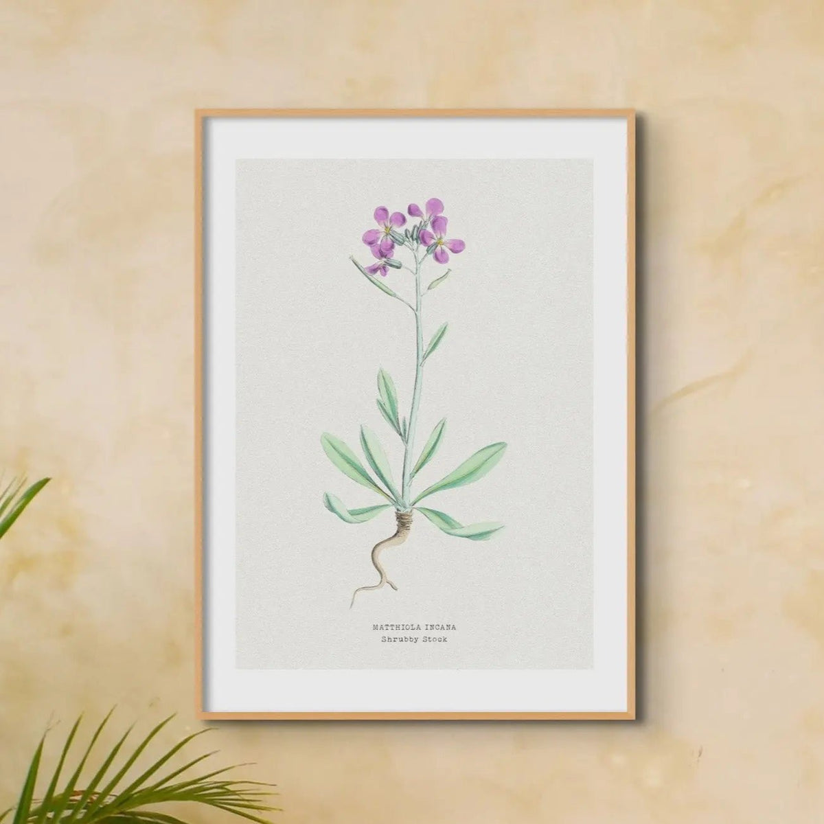 Shrubby Stock | Vintage Flower Print | Botanical Art - Unframed