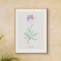 Shrubby Stock | Vintage Flower Print | Botanical Art - Unframed