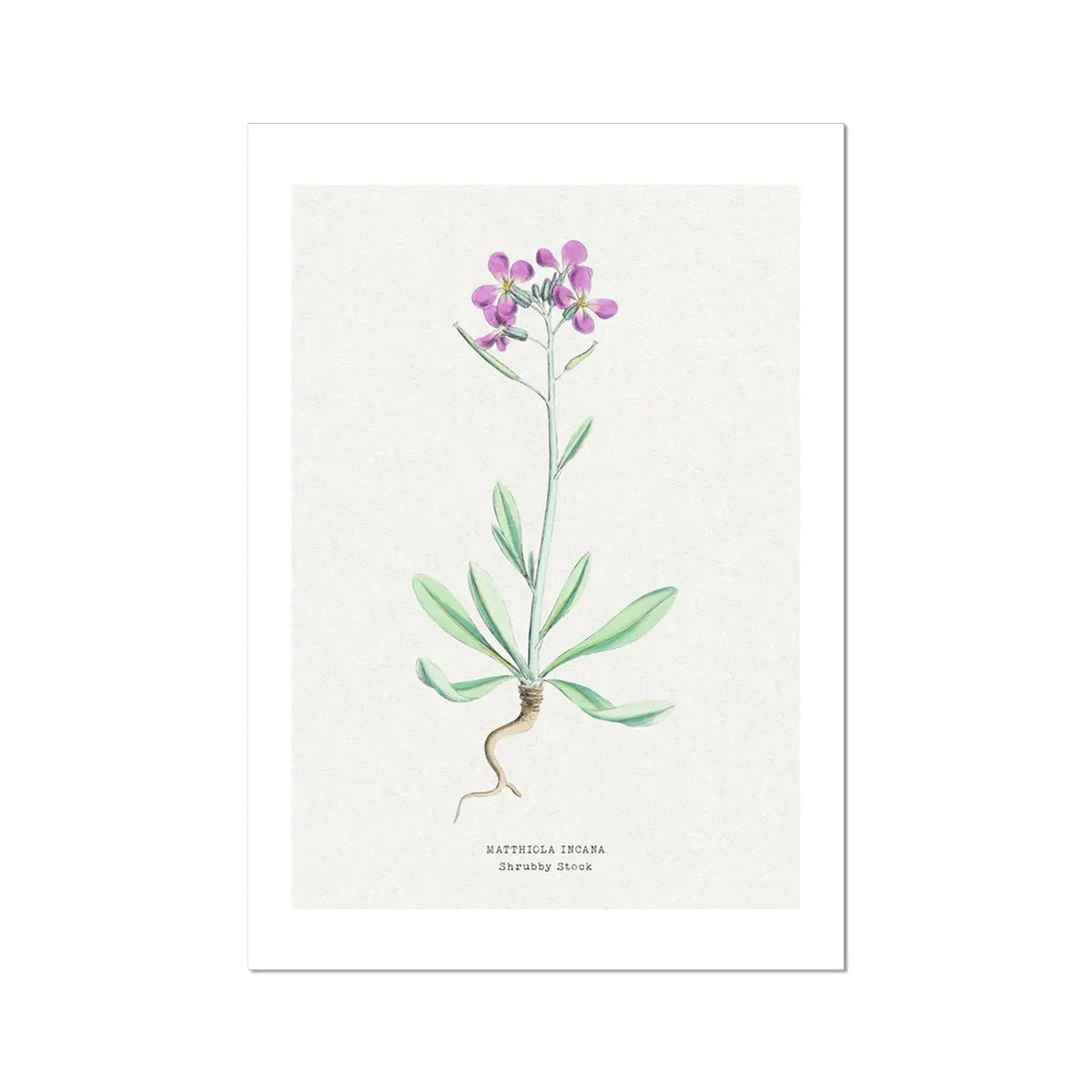 Shrubby Stock | Vintage Flower Print | Botanical Art - Unframed