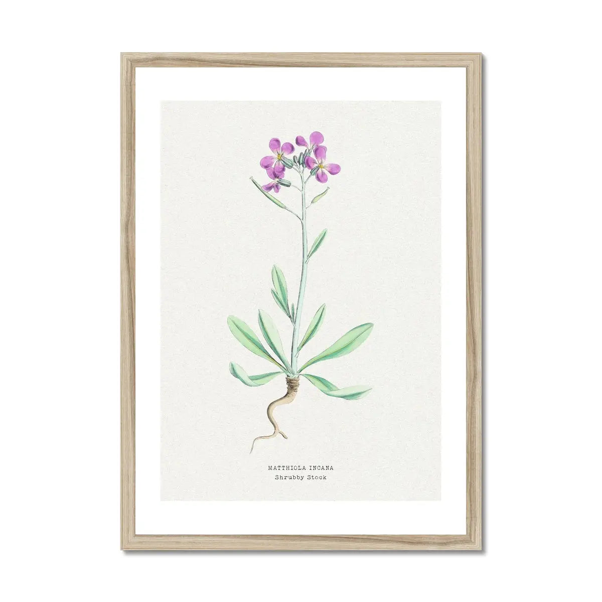 Shrubby Stock | Vintage Flower Print | Botanical Art - Framed