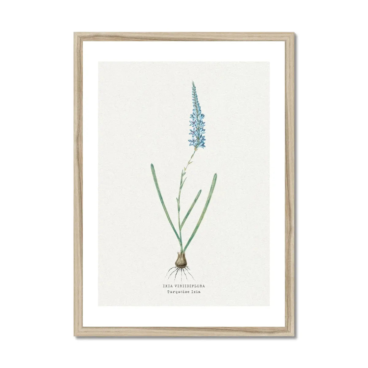 Turquoise Ixia Floral Painting | Vintage Flower Print | Botanical Art - Framed Wall Art