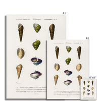 Vintage Molluscs Plate 12 | Vintage Shell Art Print - Unframed Wall Art