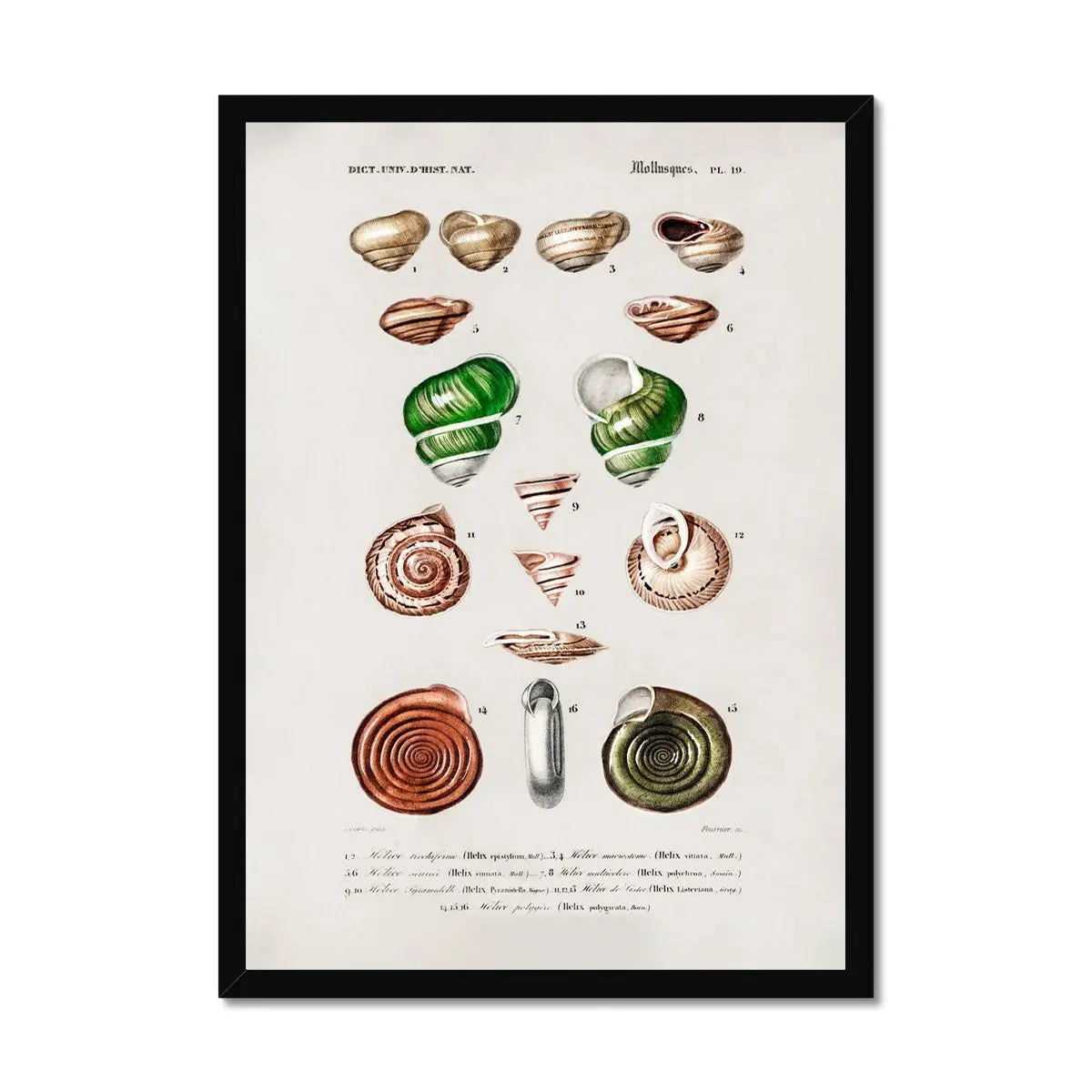 Vintage Molluscs Plate 19 | Vintage Shell Art Print - Framed Wall Art