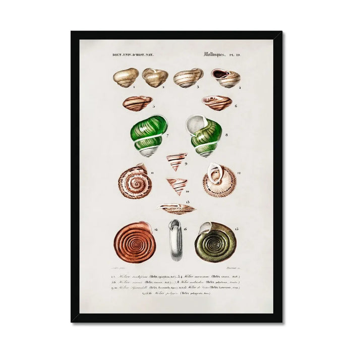 Vintage Molluscs Plate 19 | Vintage Shell Art Print - Framed Wall Art