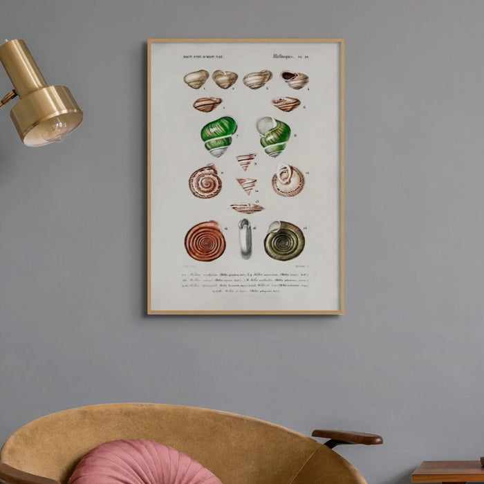 Vintage Molluscs Plate 19 | Vintage Shell Art Print - Framed Wall Art