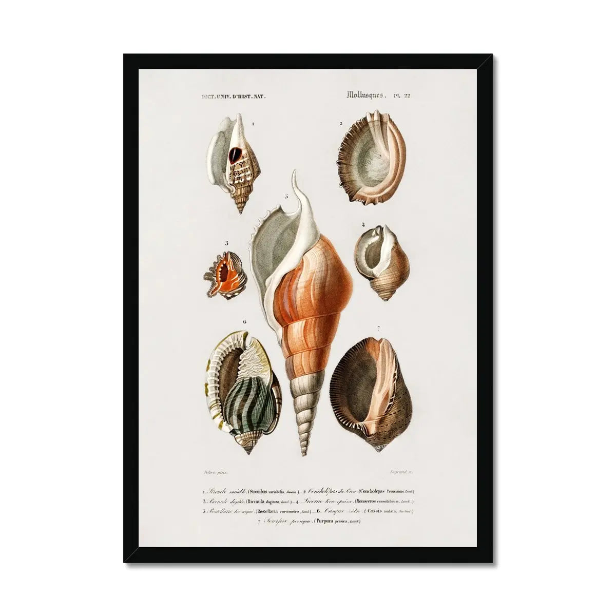 Vintage Molluscs Plate 22 | Vintage Shell Art Print - Framed Wall Art