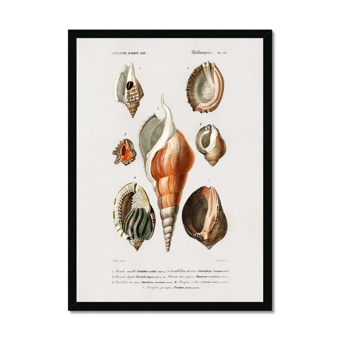 Vintage Molluscs Plate 22 | Vintage Shell Art Print - Framed Wall Art