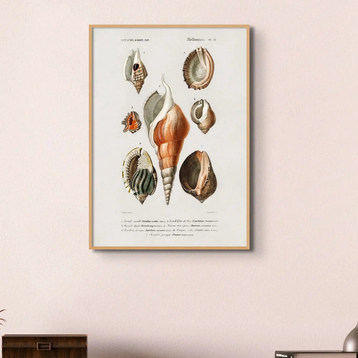 Vintage Molluscs Plate 22 | Vintage Shell Art Print - Framed Wall Art