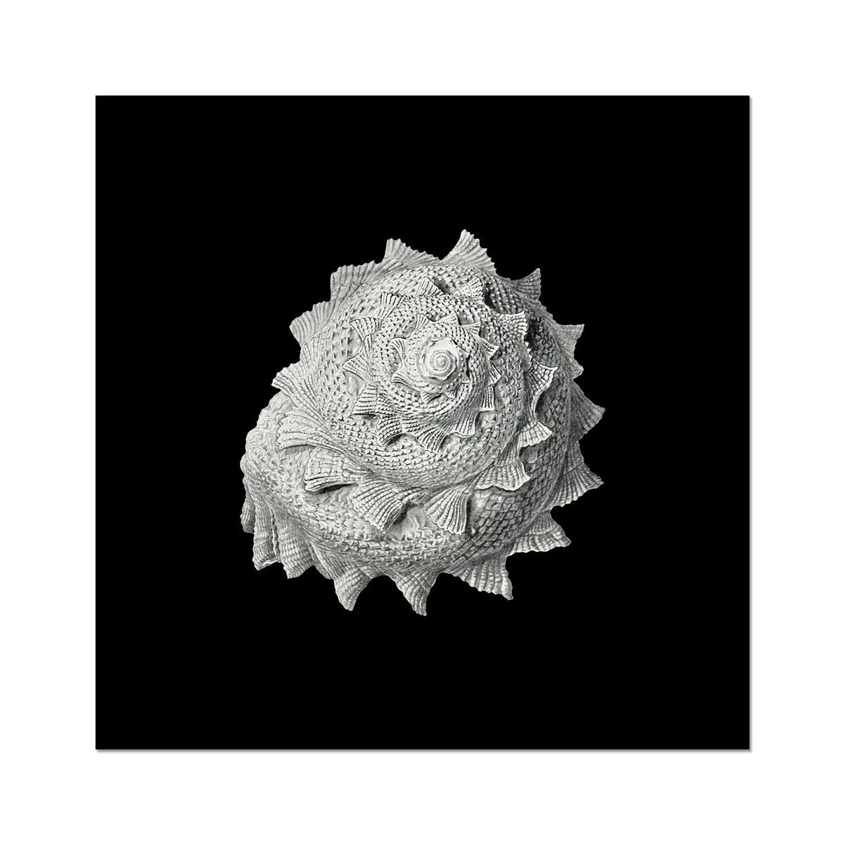 Vintage Star Shell Print | Black & White | Shell Art Print - Unframed Wall Art