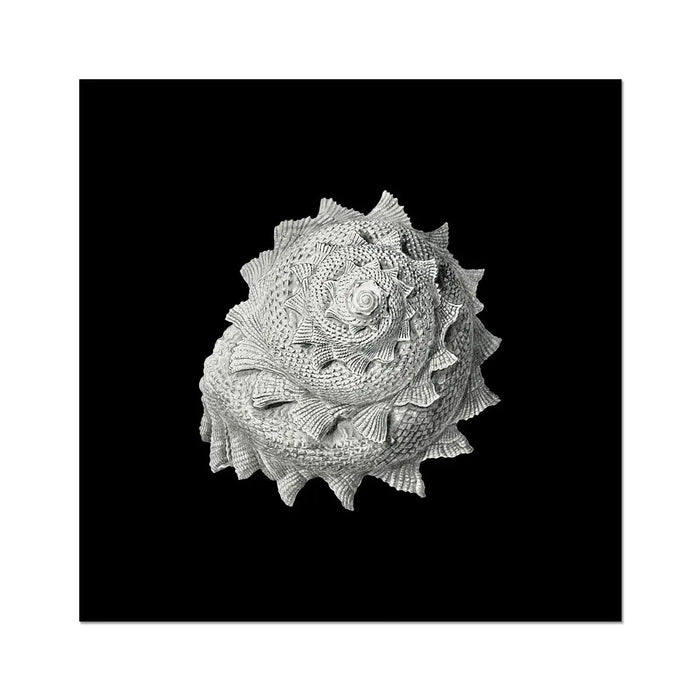 Vintage Star Shell Print | Black & White | Shell Art Print - Unframed Wall Art