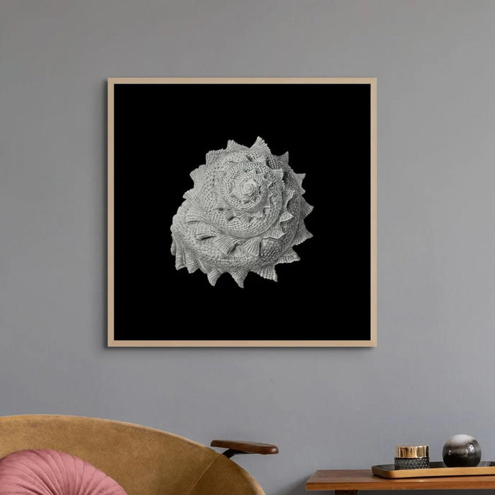 Vintage Star Shell Print | Black & White | Shell Art Print - Unframed Wall Art