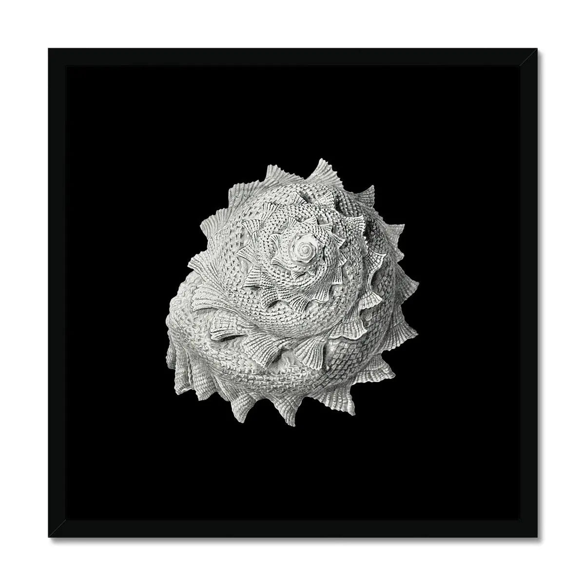 Shell Art Vintage Star Shell | Black & White | Shell Art Print - Framed - Beach House Art
