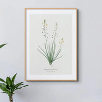Yellow Bulbine | Vintage Flower Print | Botanical Art - Unframed