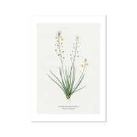 Yellow Bulbine | Vintage Flower Print | Botanical Art - Unframed