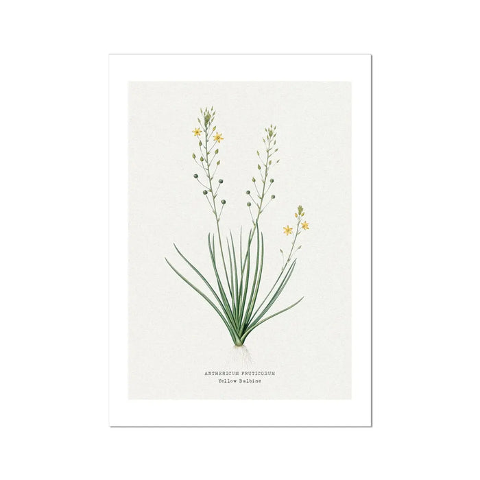 Yellow Bulbine | Vintage Flower Print | Botanical Art - Unframed