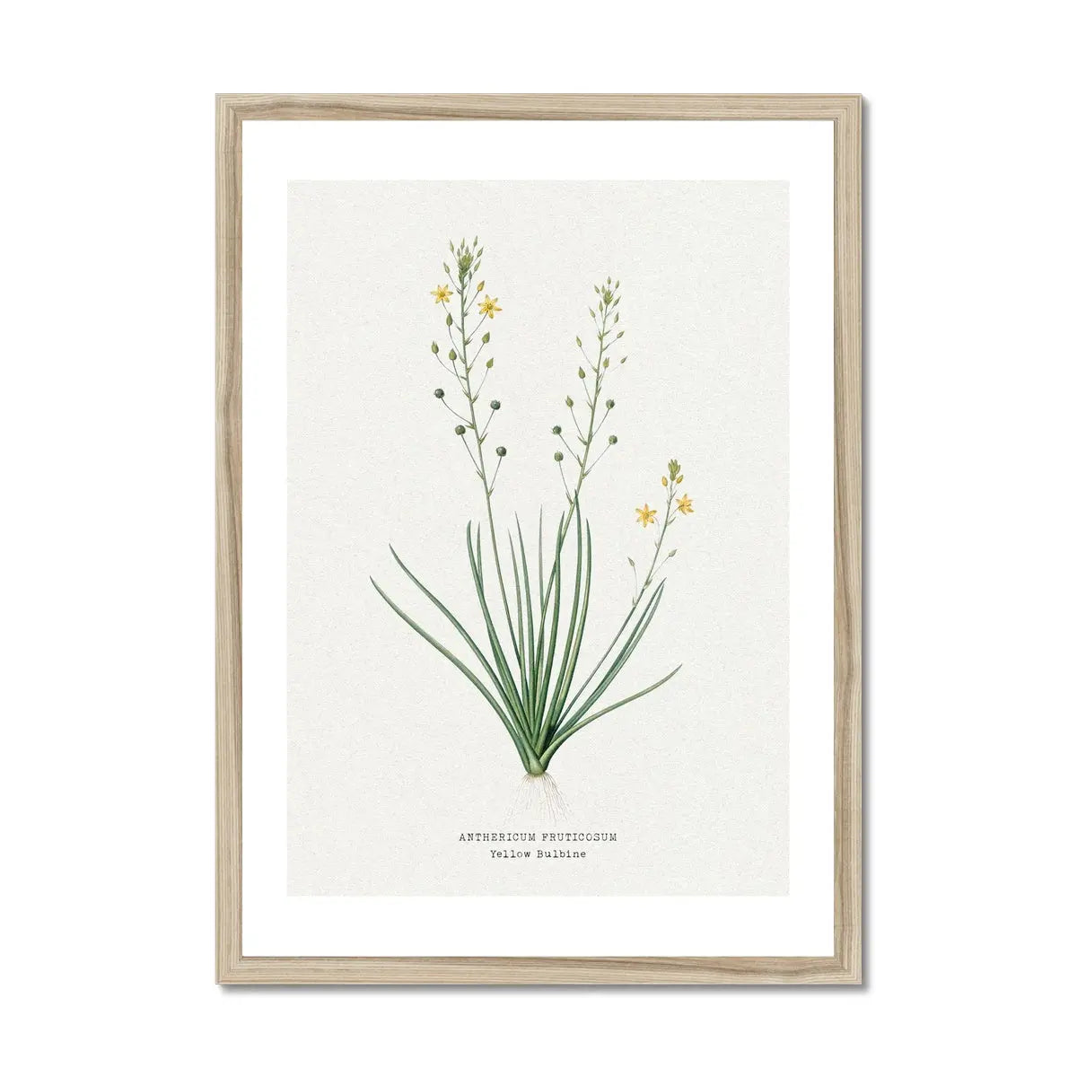 Yellow Bulbine | Vintage Flower Print | Botanical Art - Framed