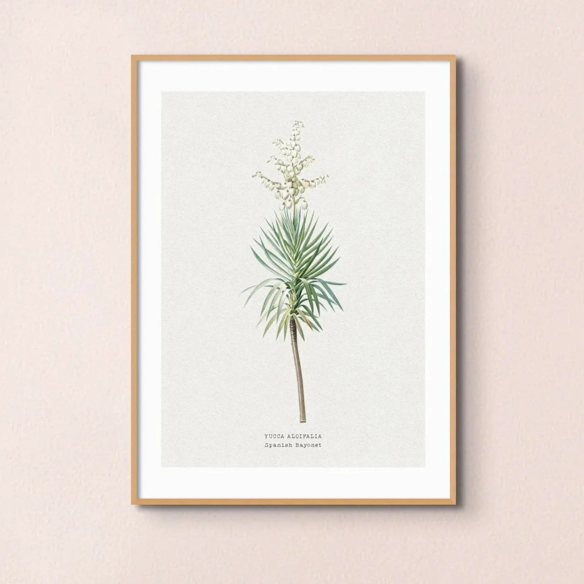 Yucca | Vintage Flower Print | Botanical Art - Unframed floral art print