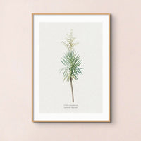 Yucca | Vintage Flower Print | Botanical Art - Unframed floral art print