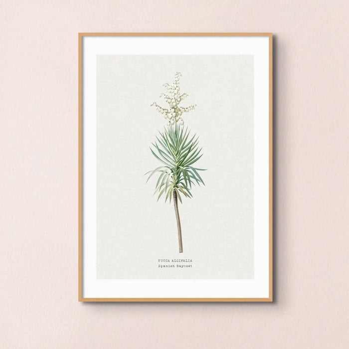 Yucca | Vintage Flower Print | Botanical Art - Unframed floral art print