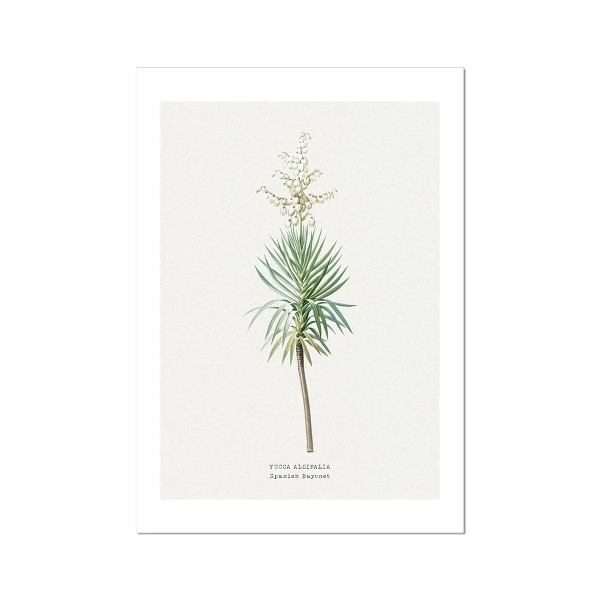Yucca | Vintage Flower Print | Botanical Art - Unframed floral art print