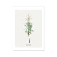 Yucca | Vintage Flower Print | Botanical Art - Unframed floral art print