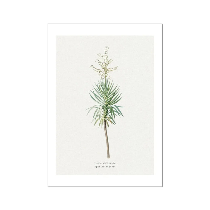Yucca | Vintage Flower Print | Botanical Art - Unframed floral art print