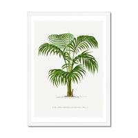 Set of  Three Vintage Palm Tree Prints - Unframed