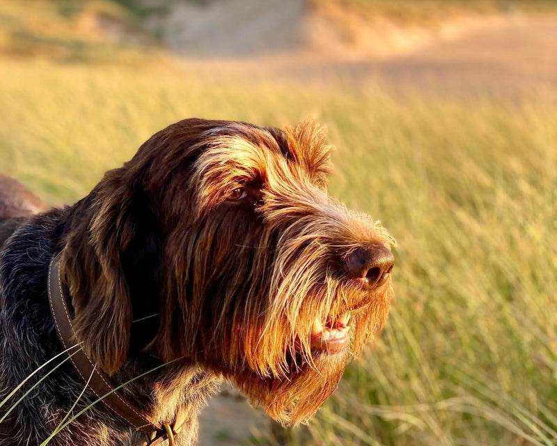 Griff to dog on a beach at sunset in cornwall in autumn