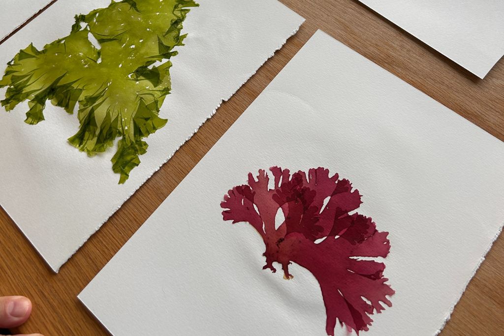 red seaweed pressing on paper drying out - title image for blog on how to press seaweed for art