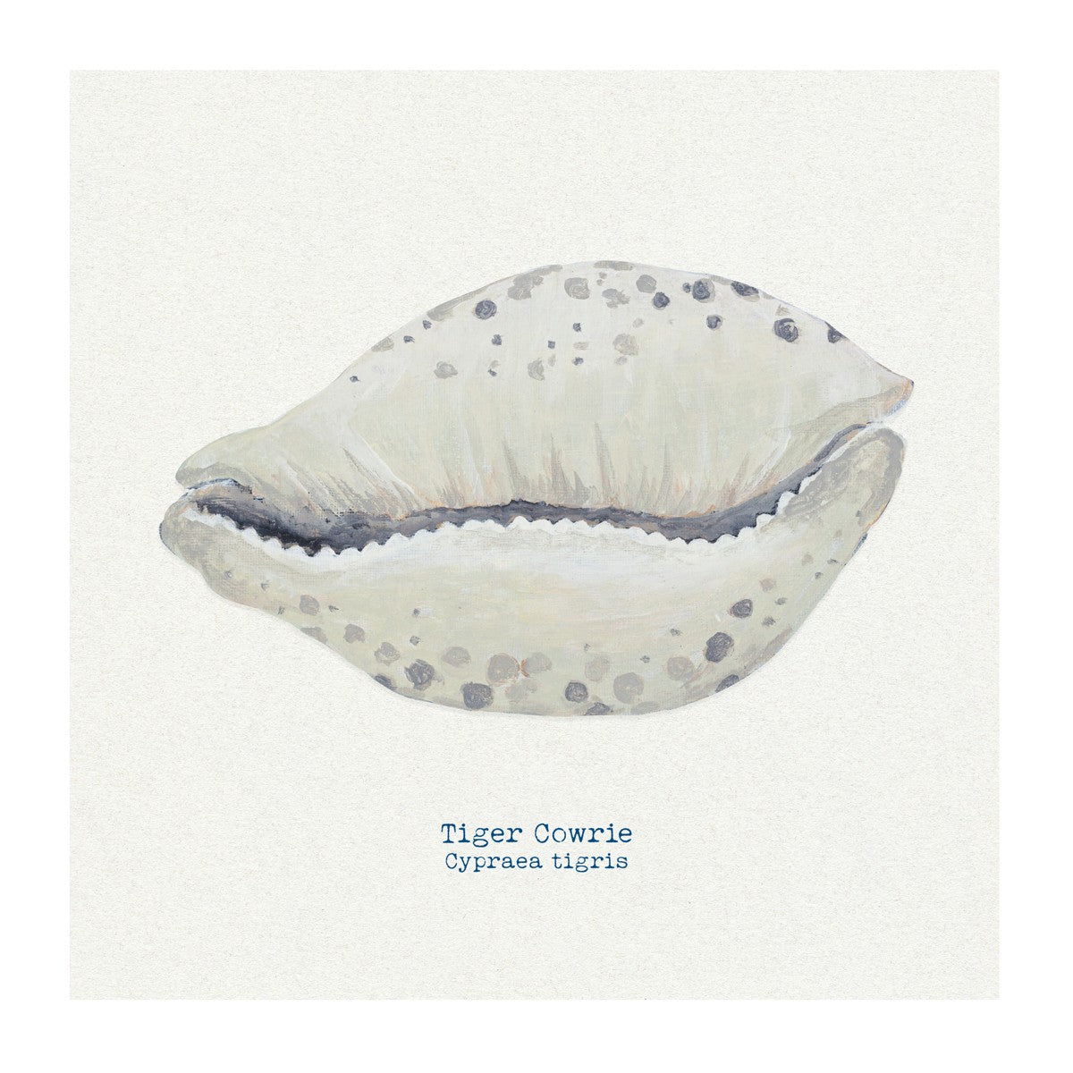 Hand-painted Cowrie Shell Art Print | Natural Background – Beach House Art