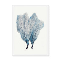 Sea Fan Watercolour Coral Painting | Coral Art | No 1 - Framed