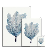 Sea Fan Watercolour Coral Painting | Coral Art |  No 3 - Unframed
