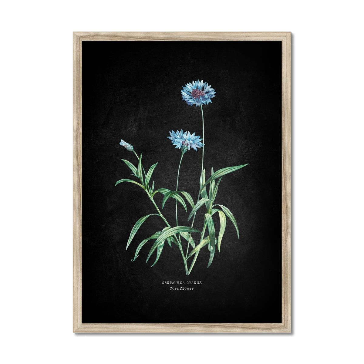 Framed botanical illustration of blue cornflowers on a black background