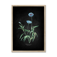 Framed botanical illustration of blue cornflowers on a black background