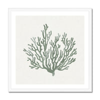 Sage Green Coral Art Print | Shell & Coral Art - Unframed