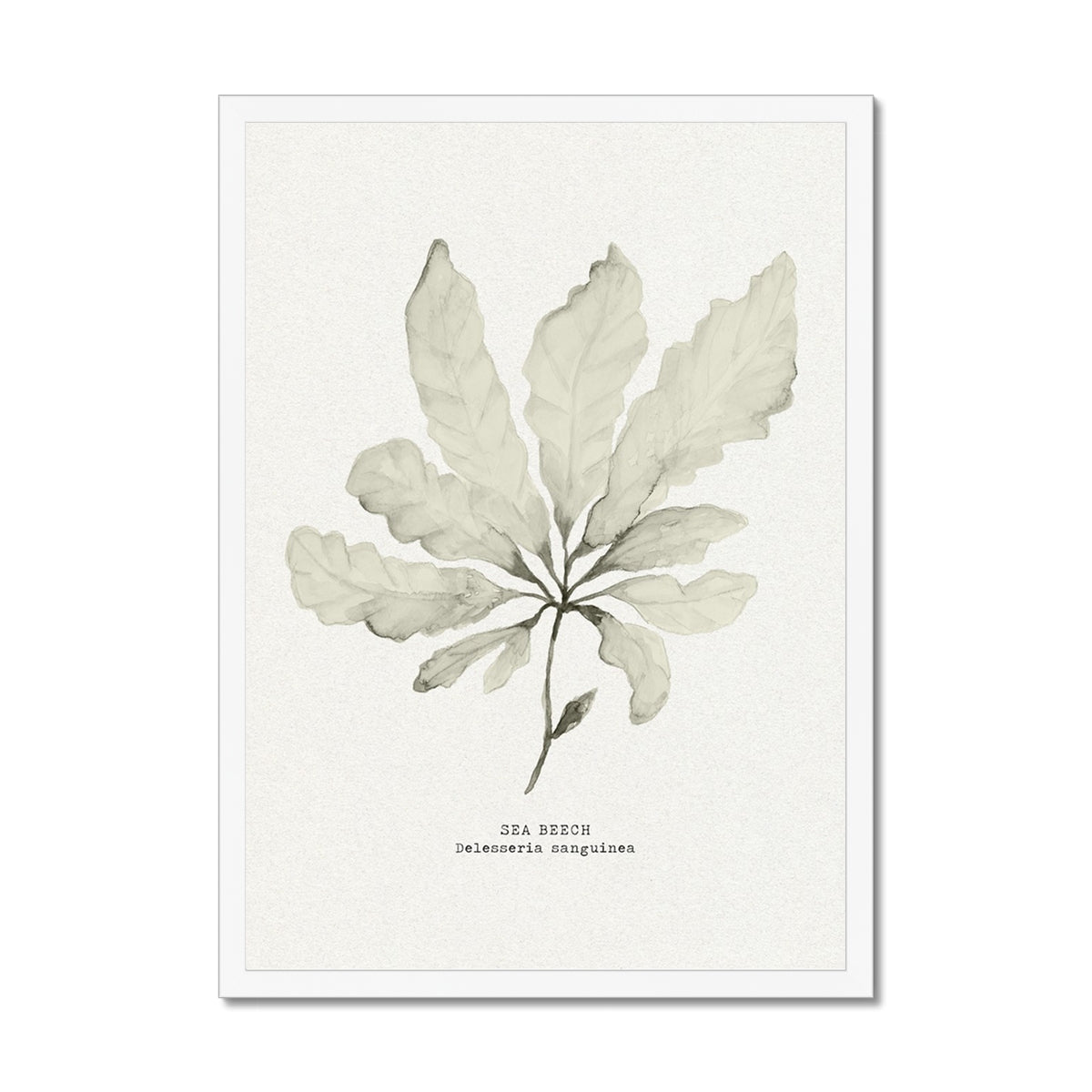 Botanical illustration of seaweed - seaweed painting on white textured paper