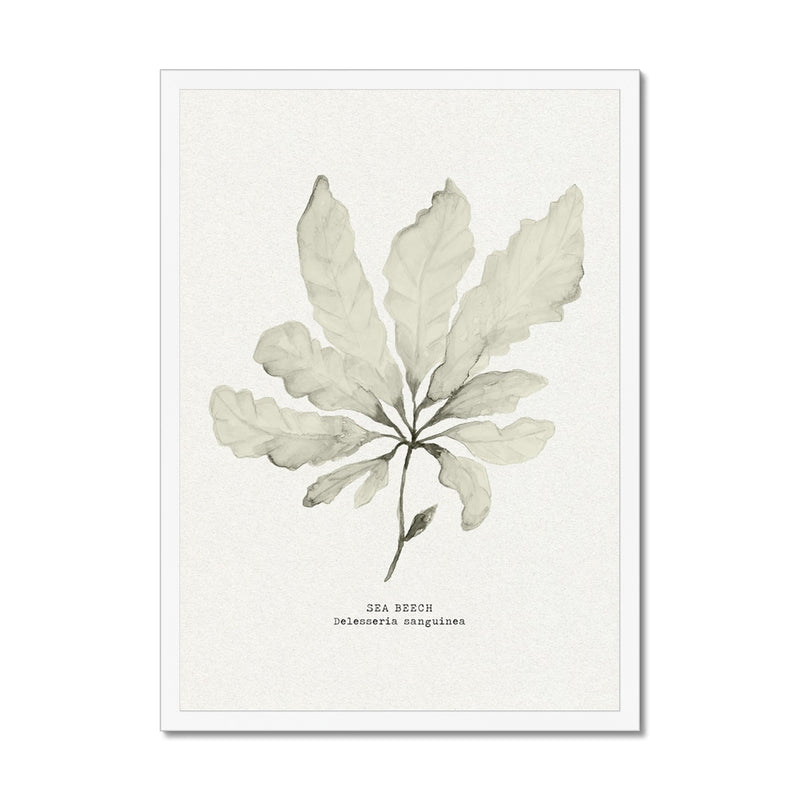 Botanical illustration of seaweed - seaweed painting on white textured paper