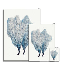 Sea Fan Watercolour Coral Painting | Coral Art | No 1 - Unframed