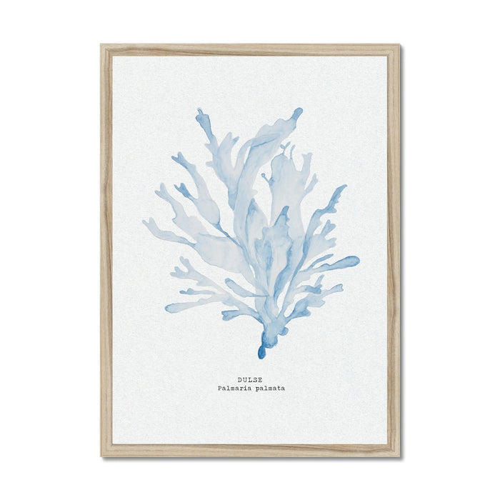 Blue Watercolour Seaweed Print | Dulse Seaweed Painting - Framed