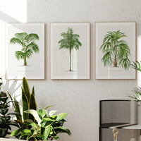 Areca Palm Tree Print | Vintage Botanical Palm Art Print - Framed