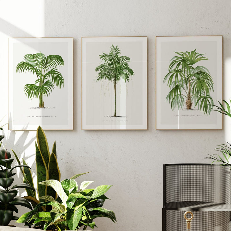 Areca Palm Tree Print | Vintage Botanical Palm Art Print - Framed