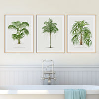 Areca Palm Tree Print | Vintage Botanical Palm Art Print - Framed