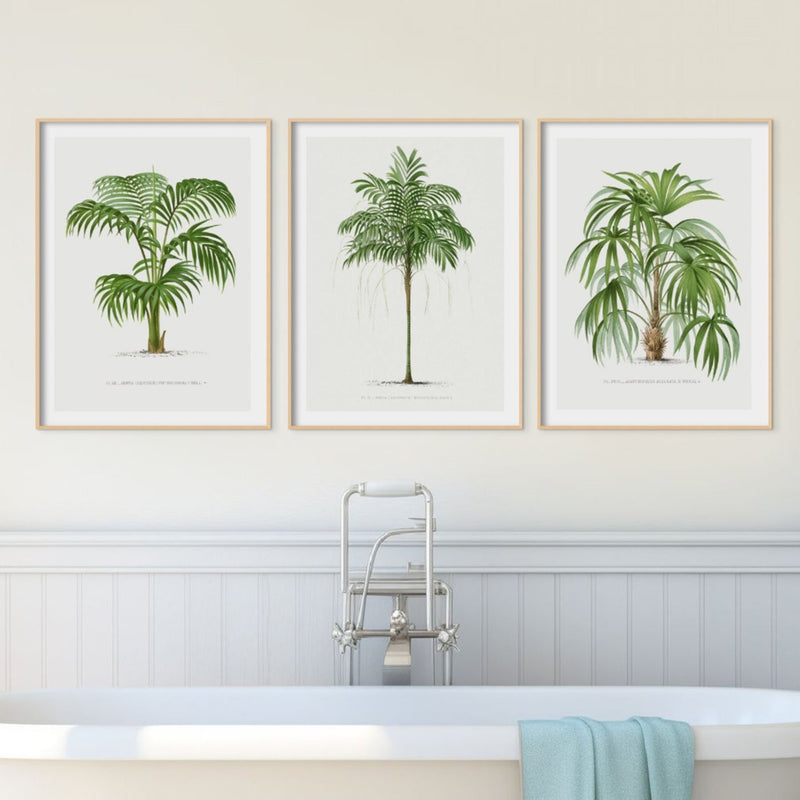 Areca Palm Tree Print | Vintage Botanical Palm Art Print - Framed