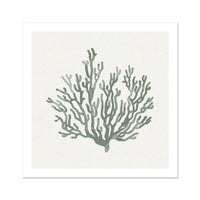 Sage Green Coral Art Print | Shell & Coral Art - Unframed